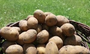 Młode ziemniaki gala - siatka 5 kg