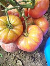 NASIONA  ( 10 SZT) Pomidor Lees swet  różowy