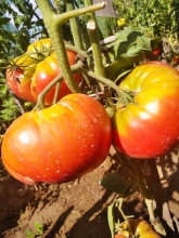 NASIONA  ( 10 SZT) Pomidor pruden's purple befsztykowy