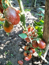 NASIONA  ( 10 SZT) Pomidor chernyi  mavr  czarny kok