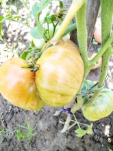 NASIONA  ( 10 SZT) Pomidor Brandywine  sudduth's strain 