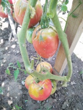 NASIONA  ( 10 SZT) Pomidor  Prue serce