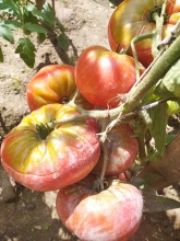 NASIONA  ( 10 SZT) Pomidor African queen