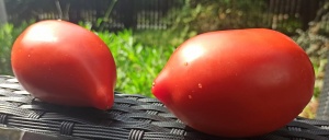Pomidor duży paprykowy