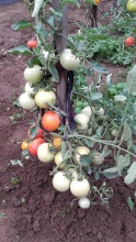 NASIONA (10szt.) - Pomidor  SŁONKA